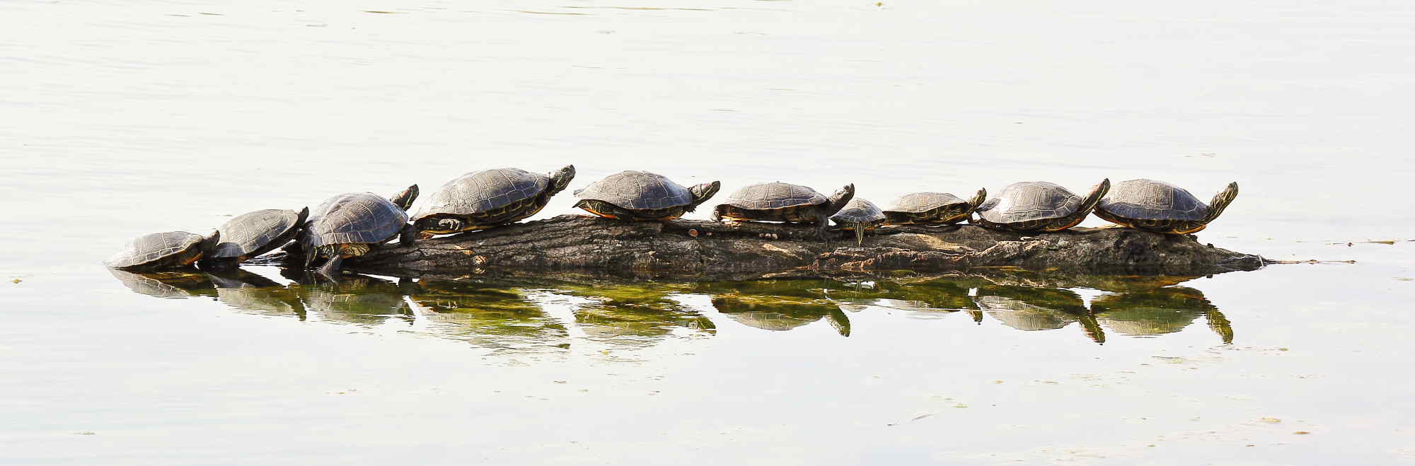 Trachemys scripta?